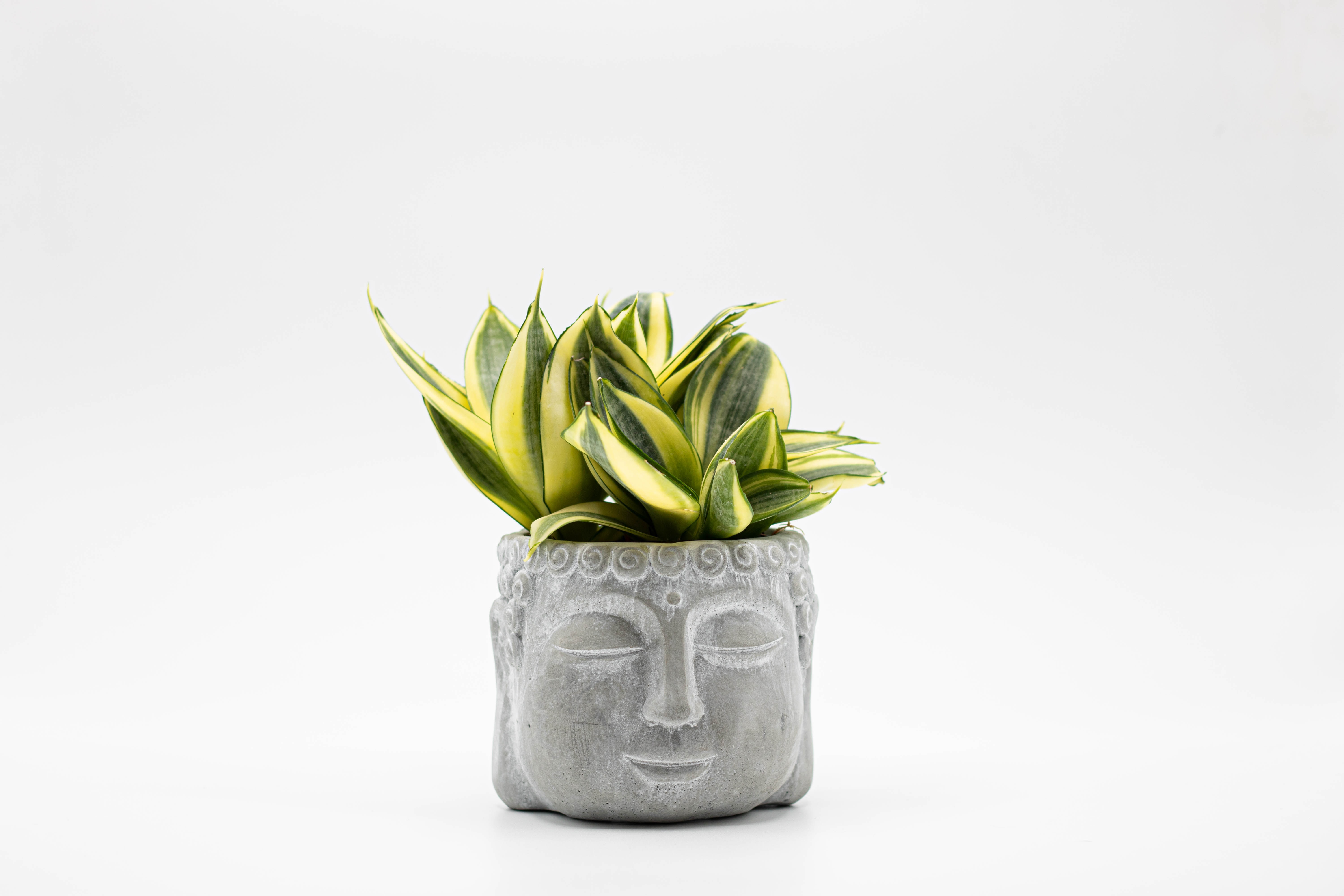 ceramic pot