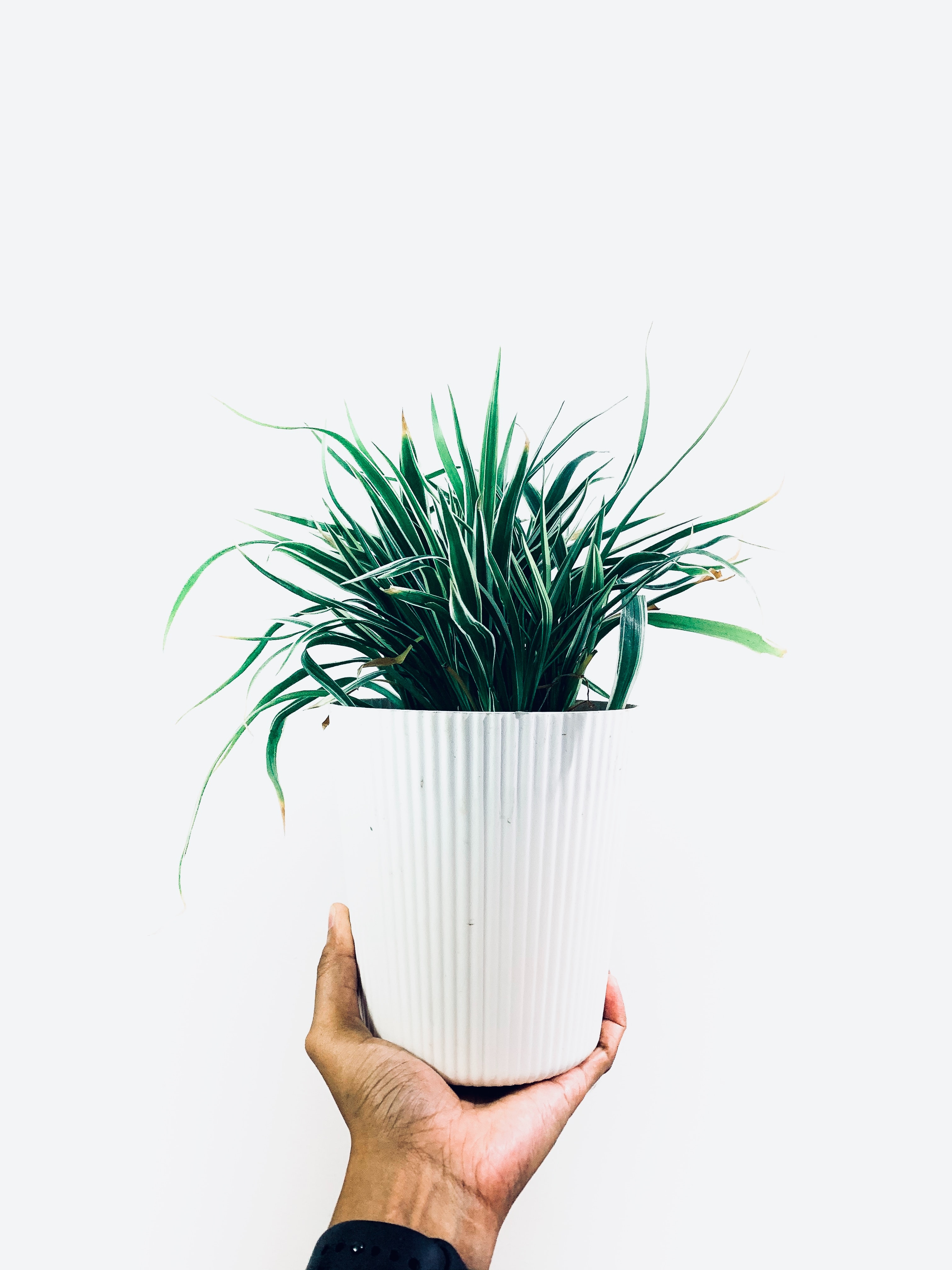 Selection of plants