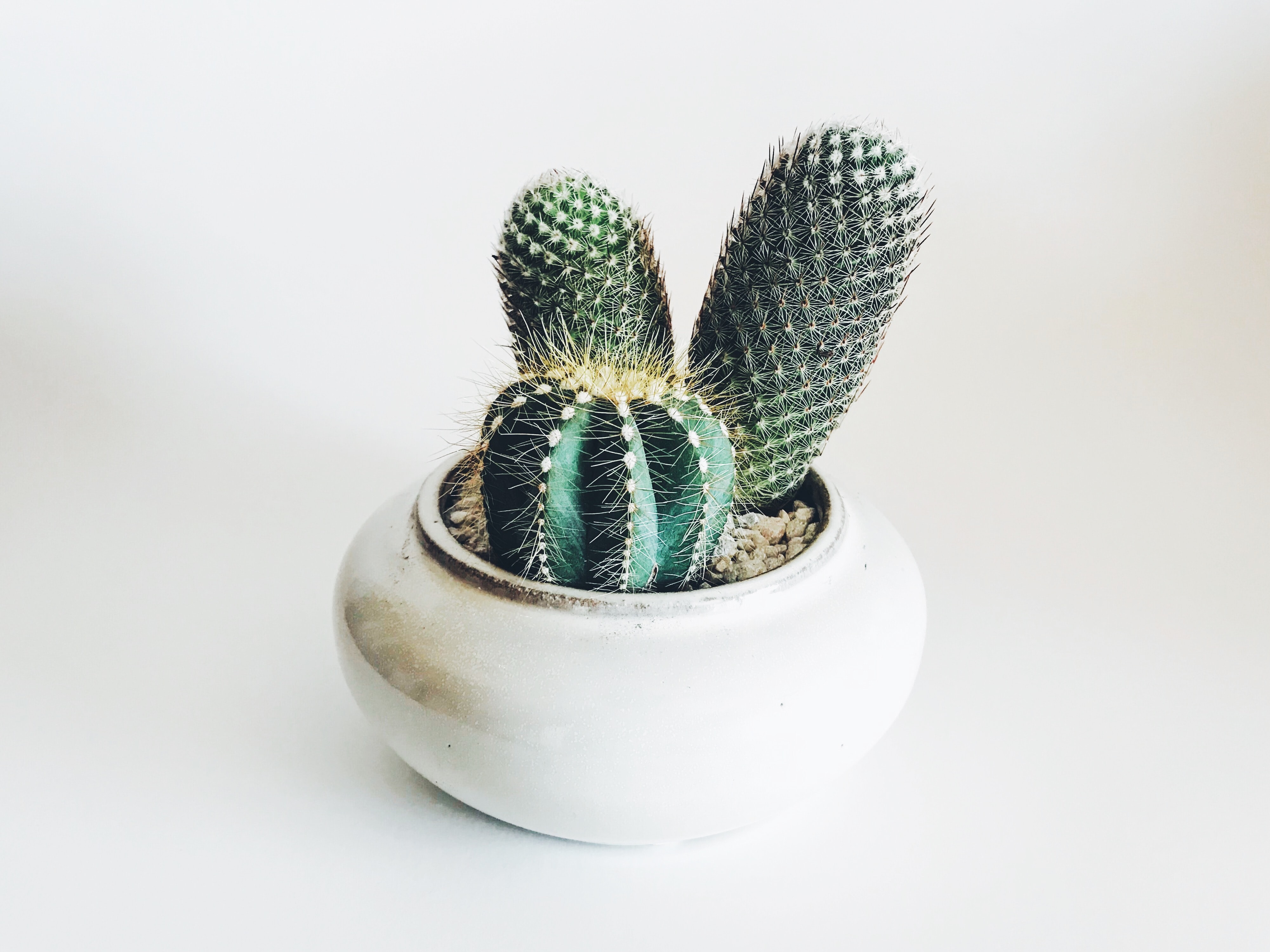 Selection of plants