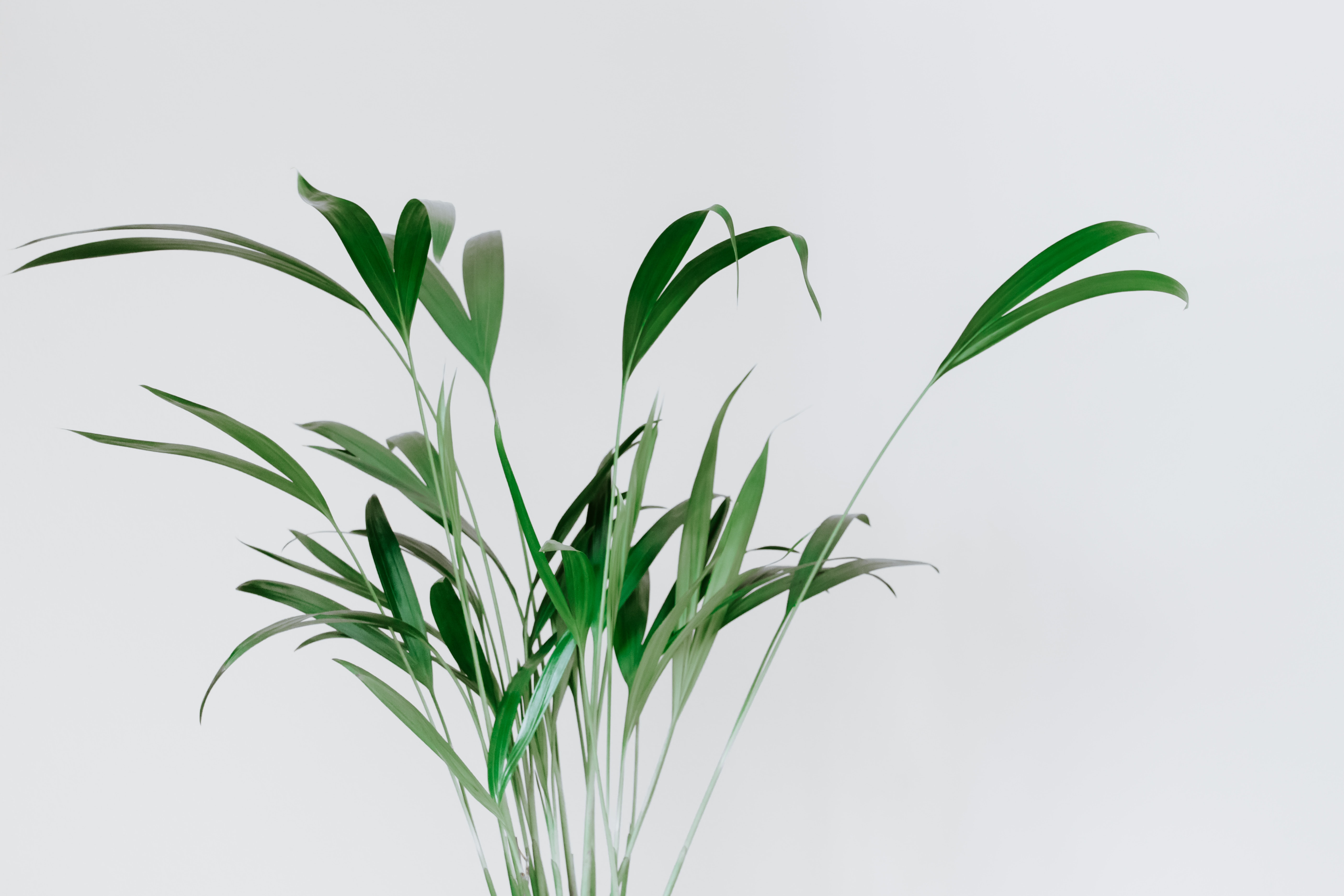 Selection of plants