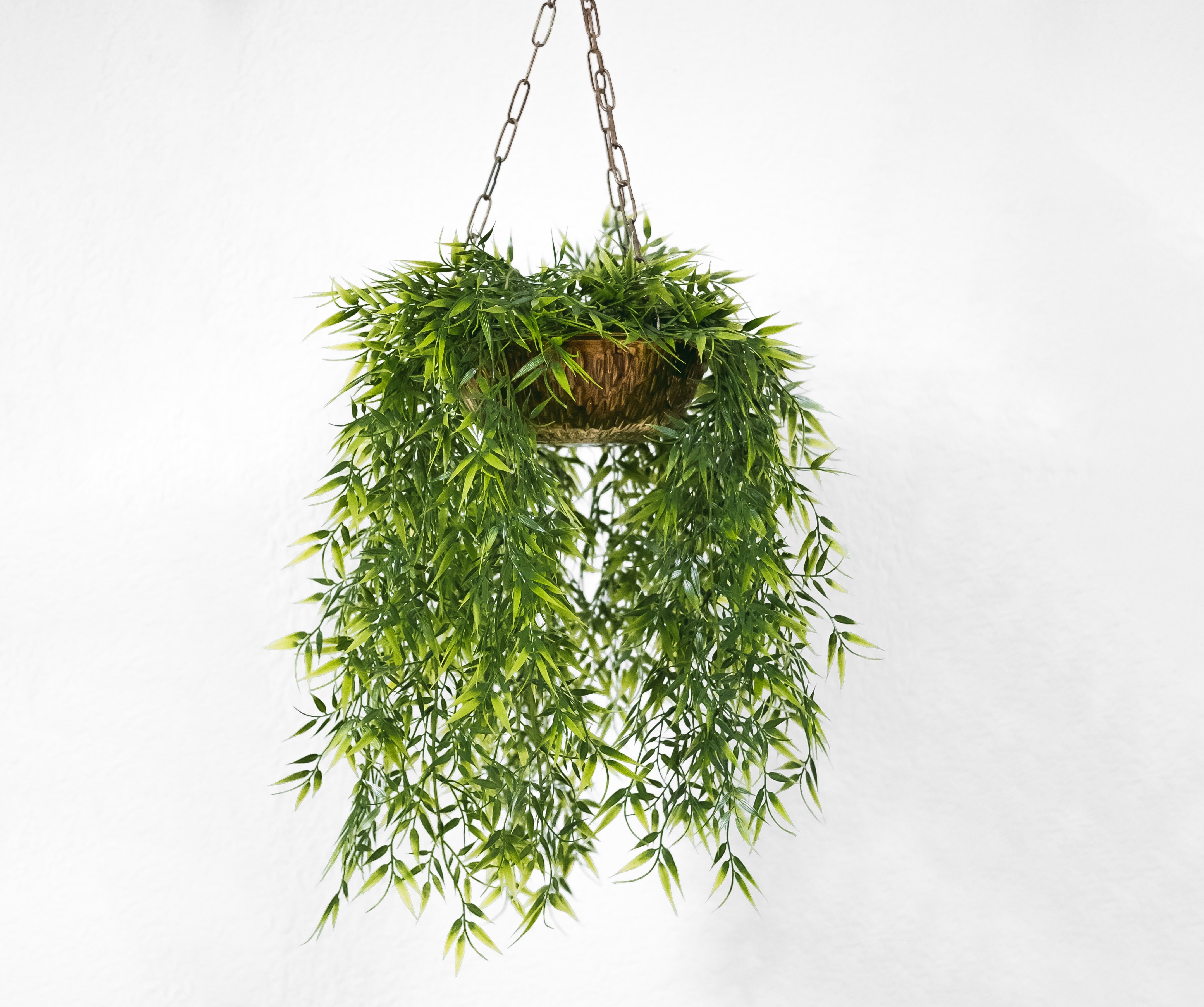 Selection of plants