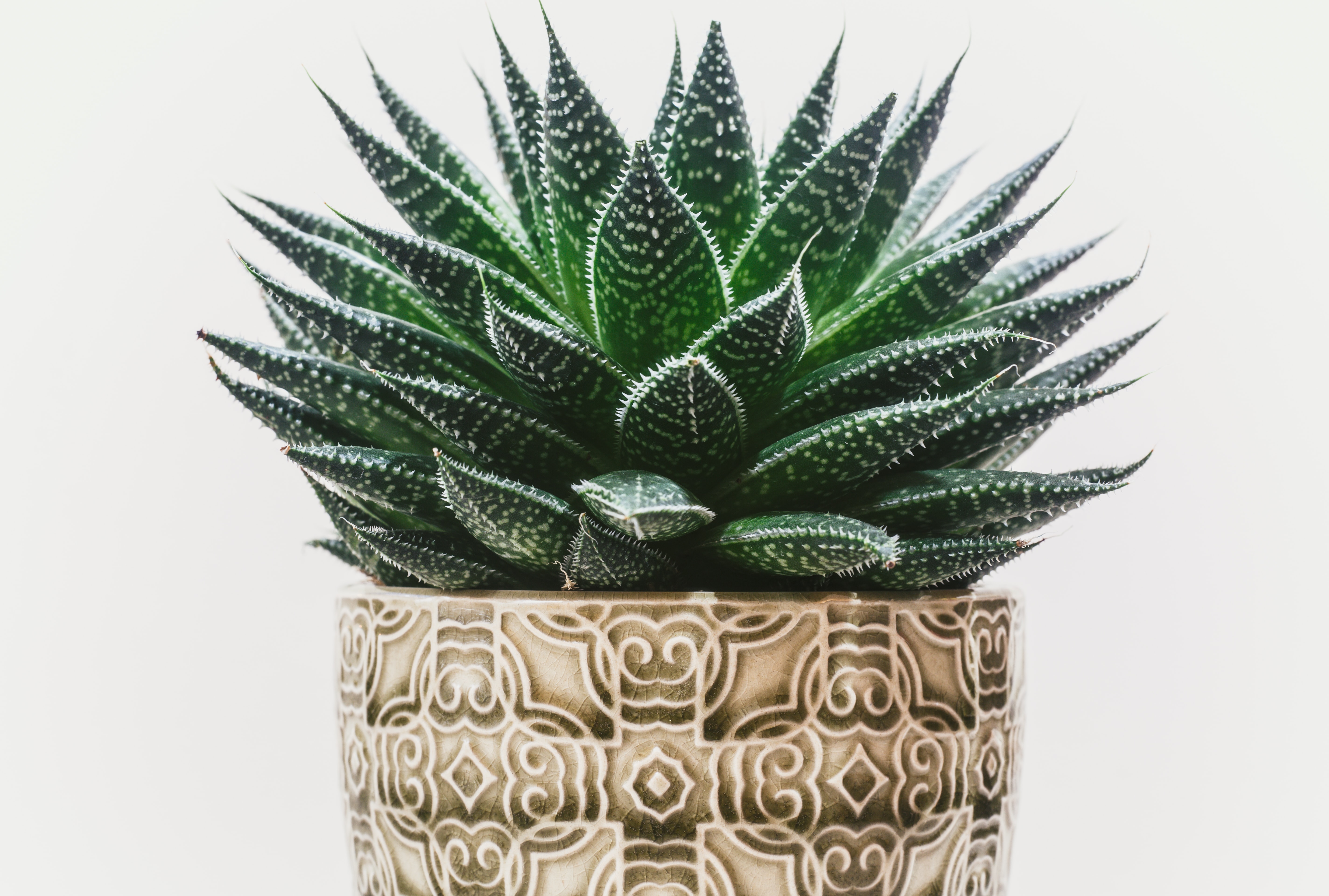 plant in a pot