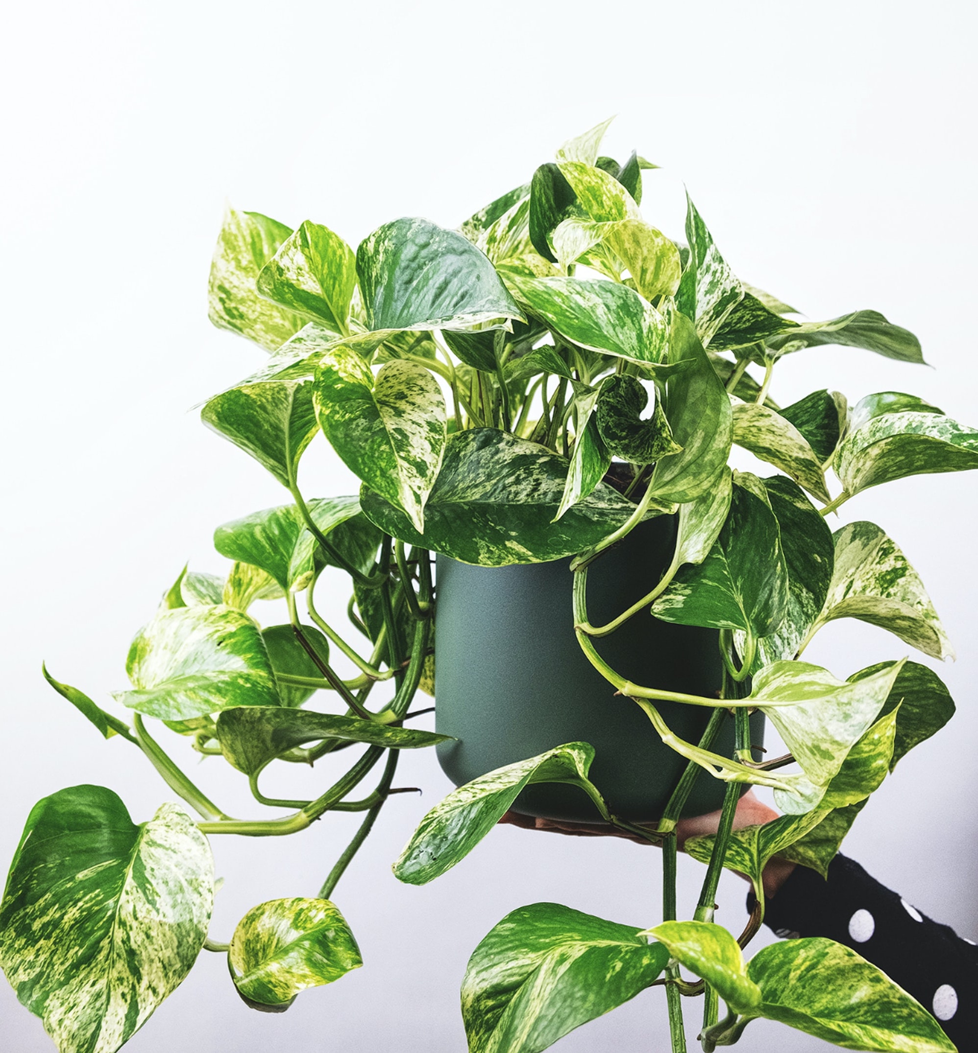 Selection of plants
